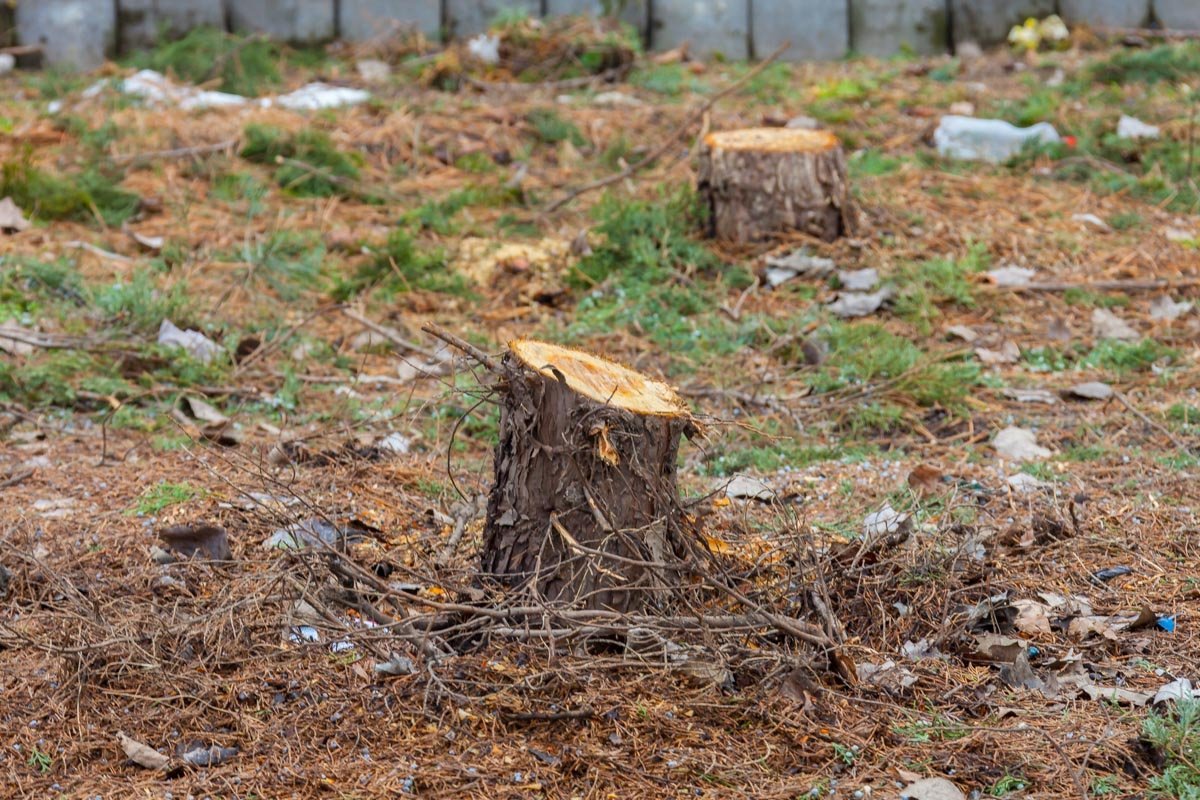 От деревьев остались рожки да ножки