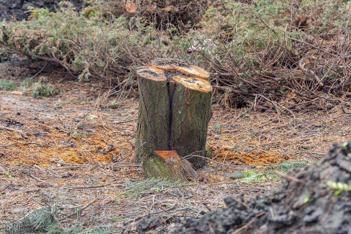 Деревья исчезли несколько дней назад