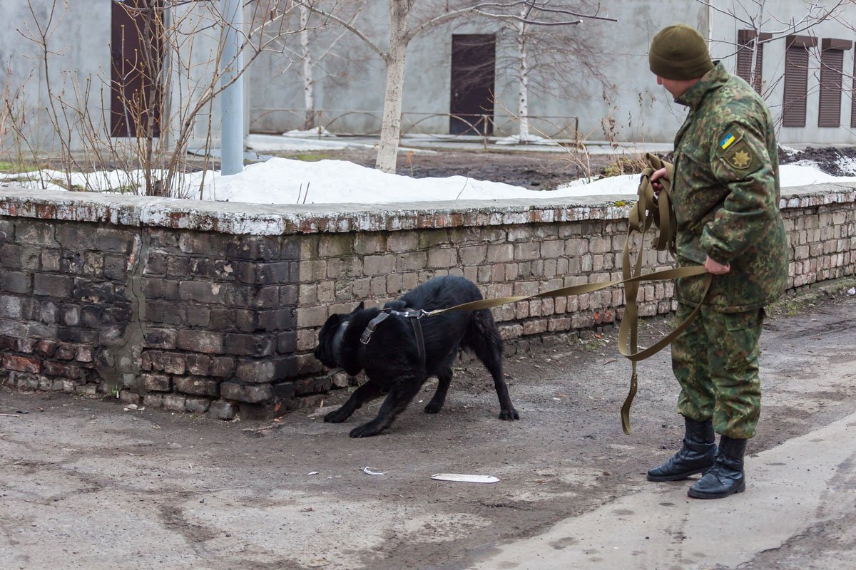Дойдя до трамвайной остановки около улицы Горького собака потеряла след