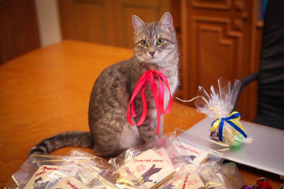 Кошка отпраздновала свой первый День рождения в ОГА