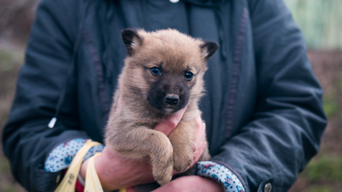 Щенок решил, что он медведь и забрался в чащу  Щенок решил, что он медведь и забрался в чащу