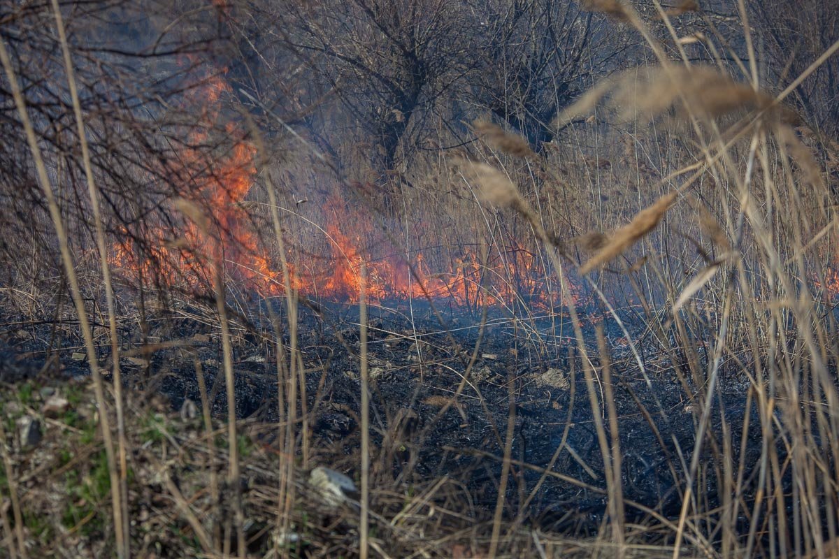 8 апреля, около 14:30, на Воронцовском пляже возле базы отдыха «Малина» произошел пожар