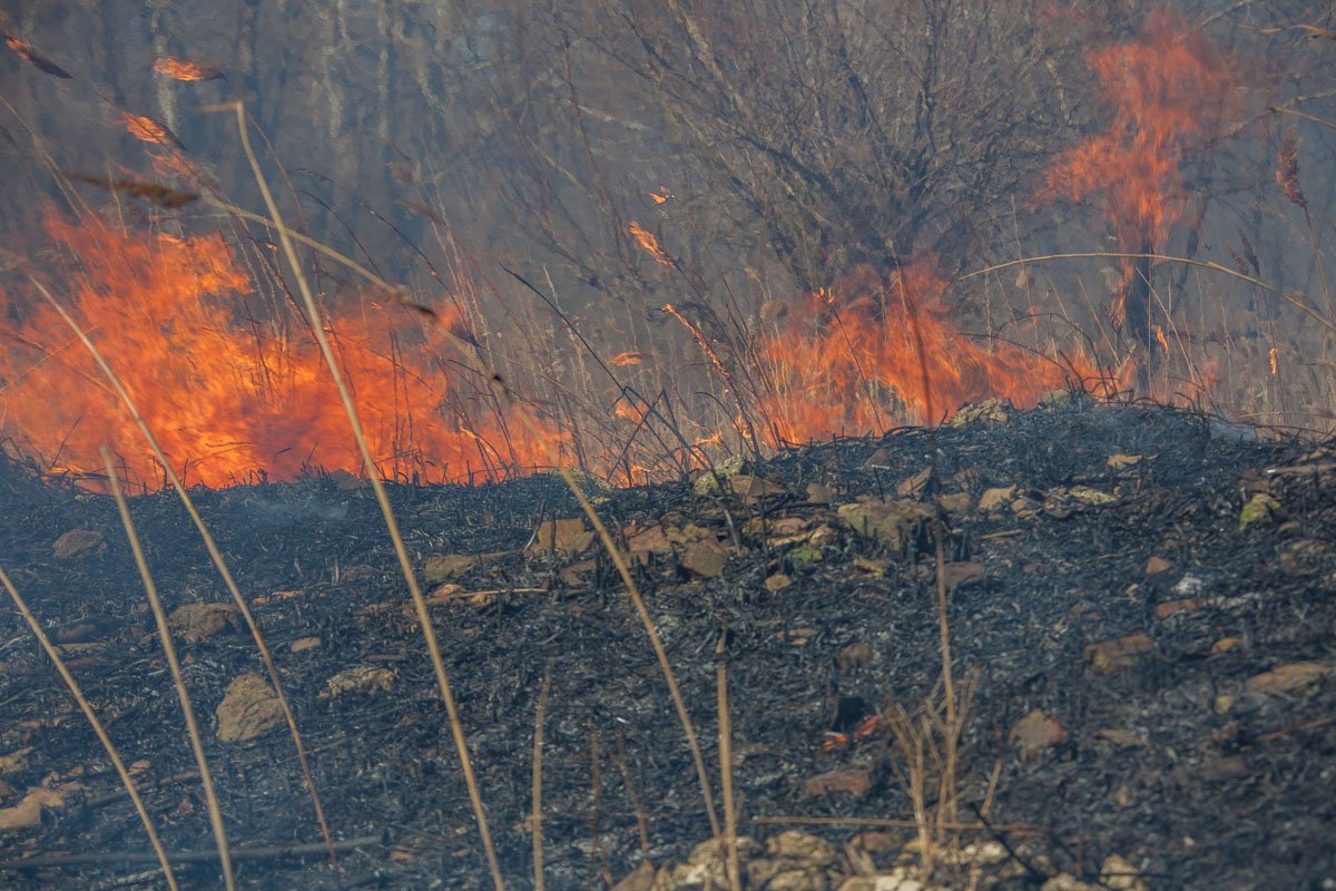 Загорелся сухой камыш