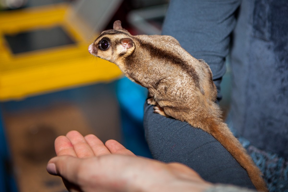 Мышиный опоссум с радостью ползал из рук в руки