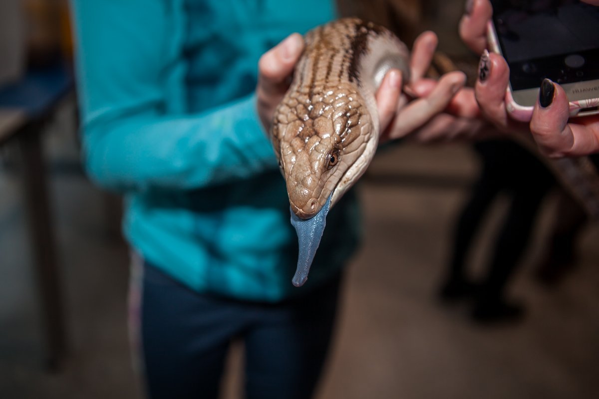 Перекушал синих шепучек