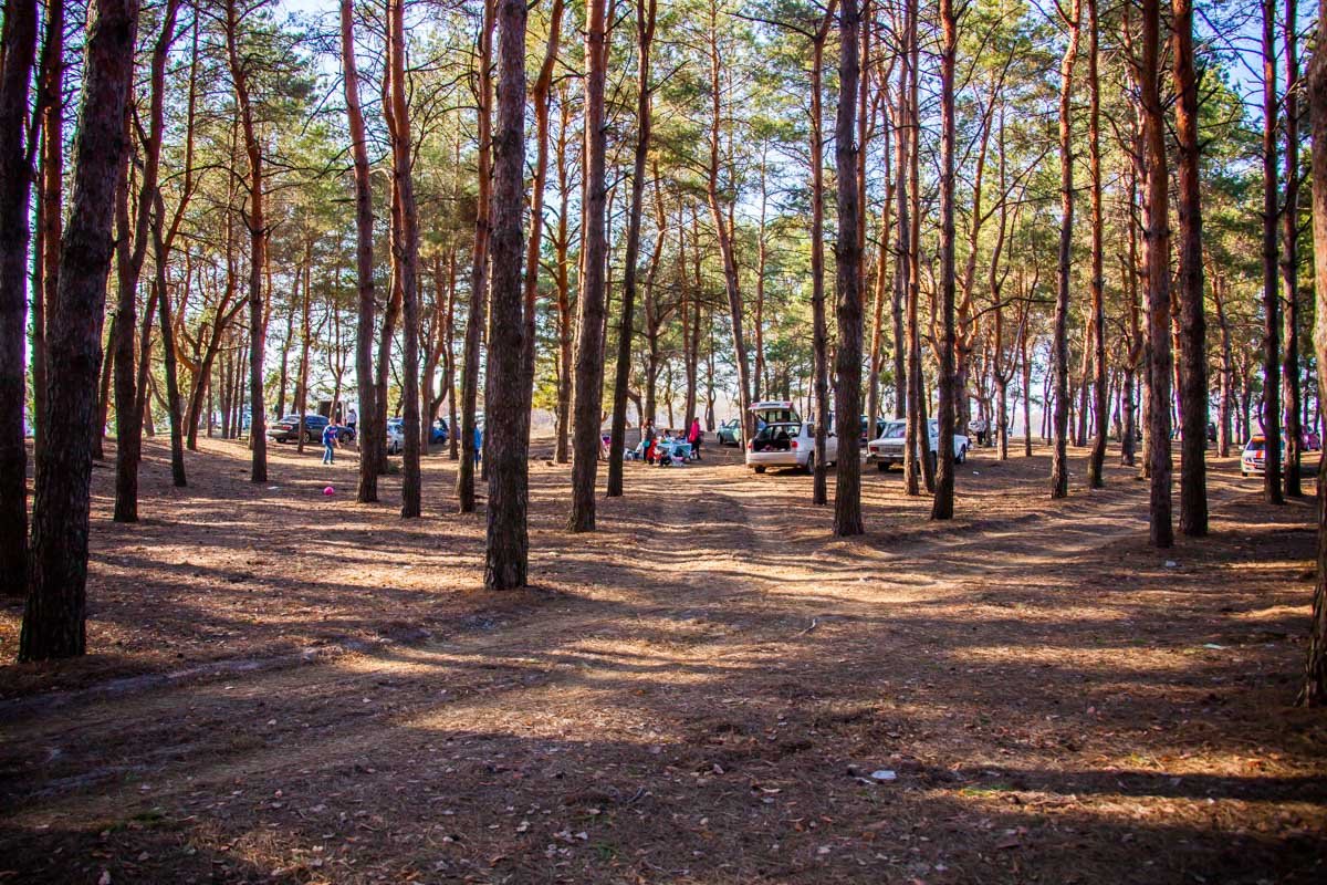 Лес просит вас быть милее