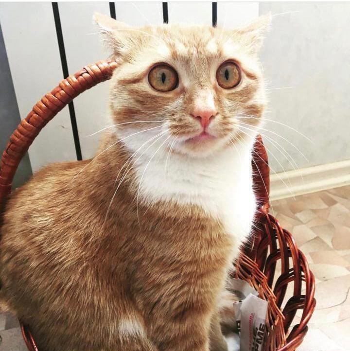 Когда скупился в магазине на праздники. Фото: avlkdn