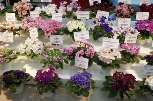 Фиалки радуют глаз Фиалки радуют глаз