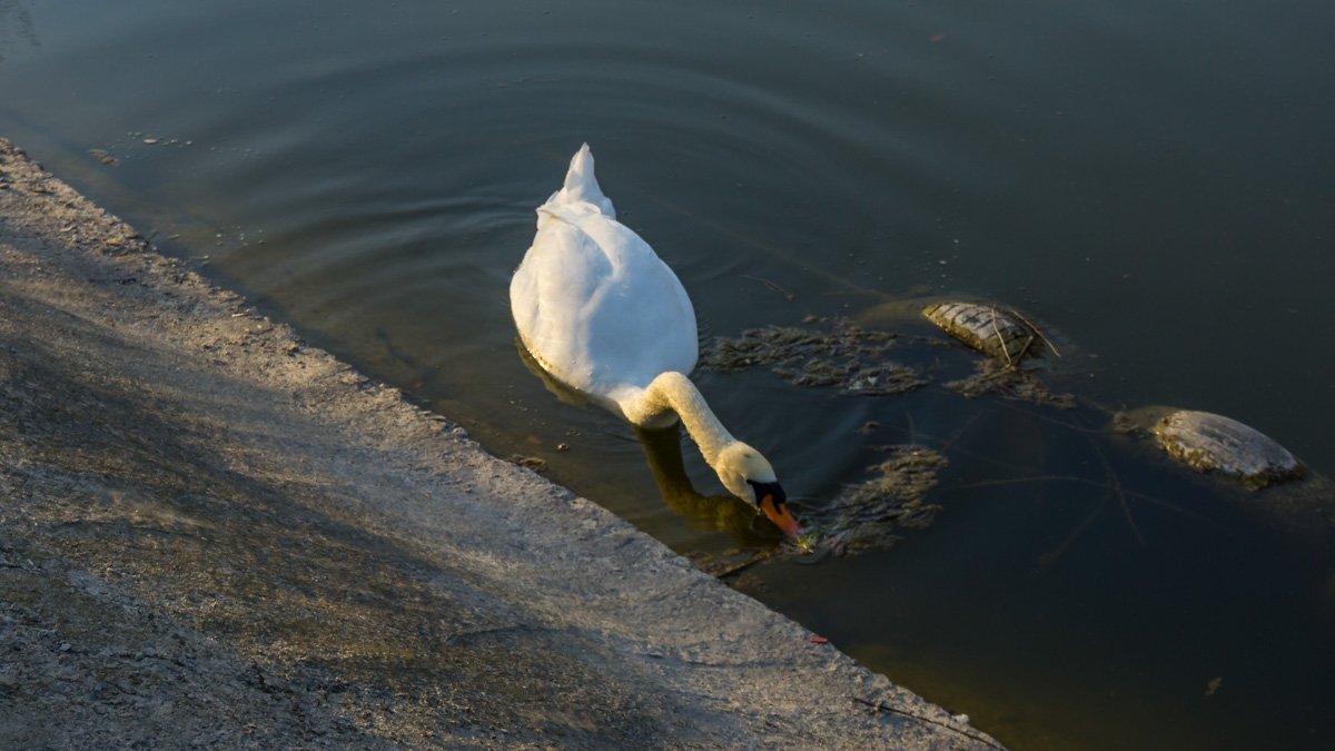 Постоянный местный житель - прекрасный лебедь Постоянный местный житель - прекрасный лебедь
