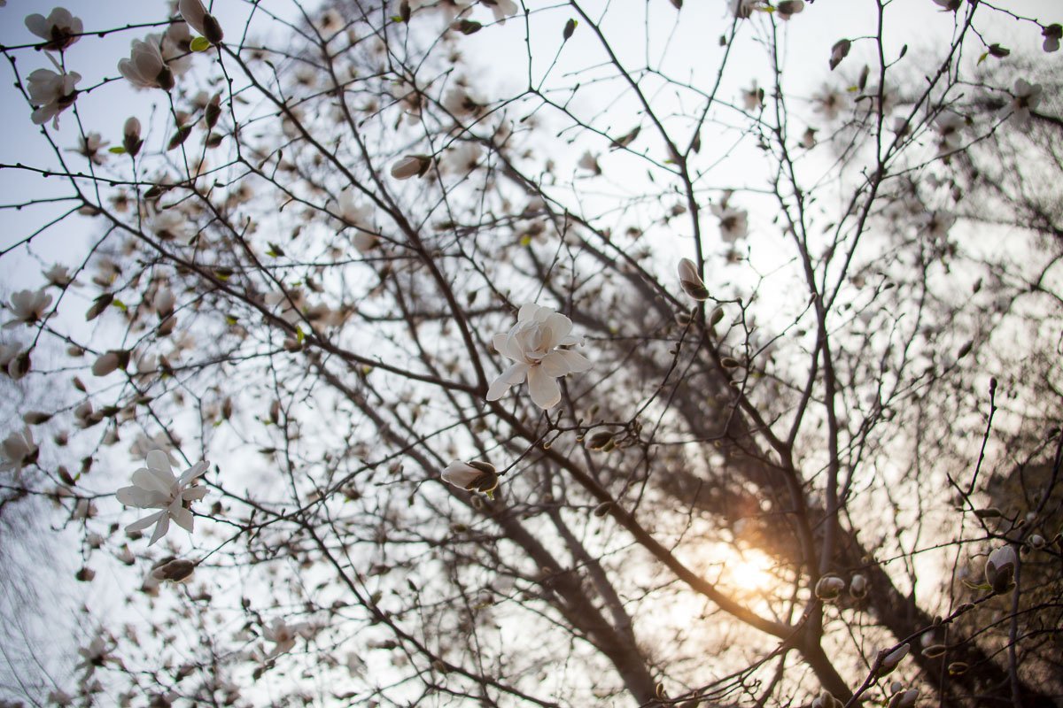 Лучи заката нежно кутают бутоны в ночь Лучи заката нежно кутают бутоны в ночь