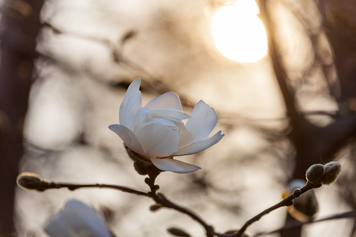 Ветер шепчет ласковым цветам колыбельную Ветер шепчет ласковым цветам колыбельную