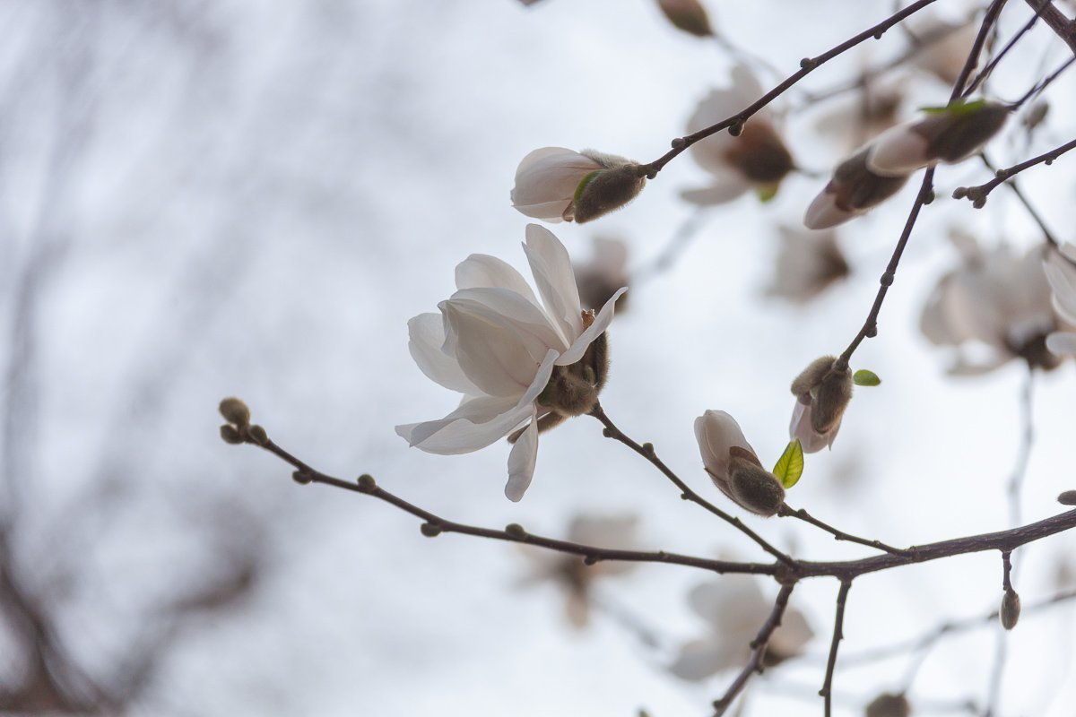 Нежность пахнет магнолией Нежность пахнет магнолией