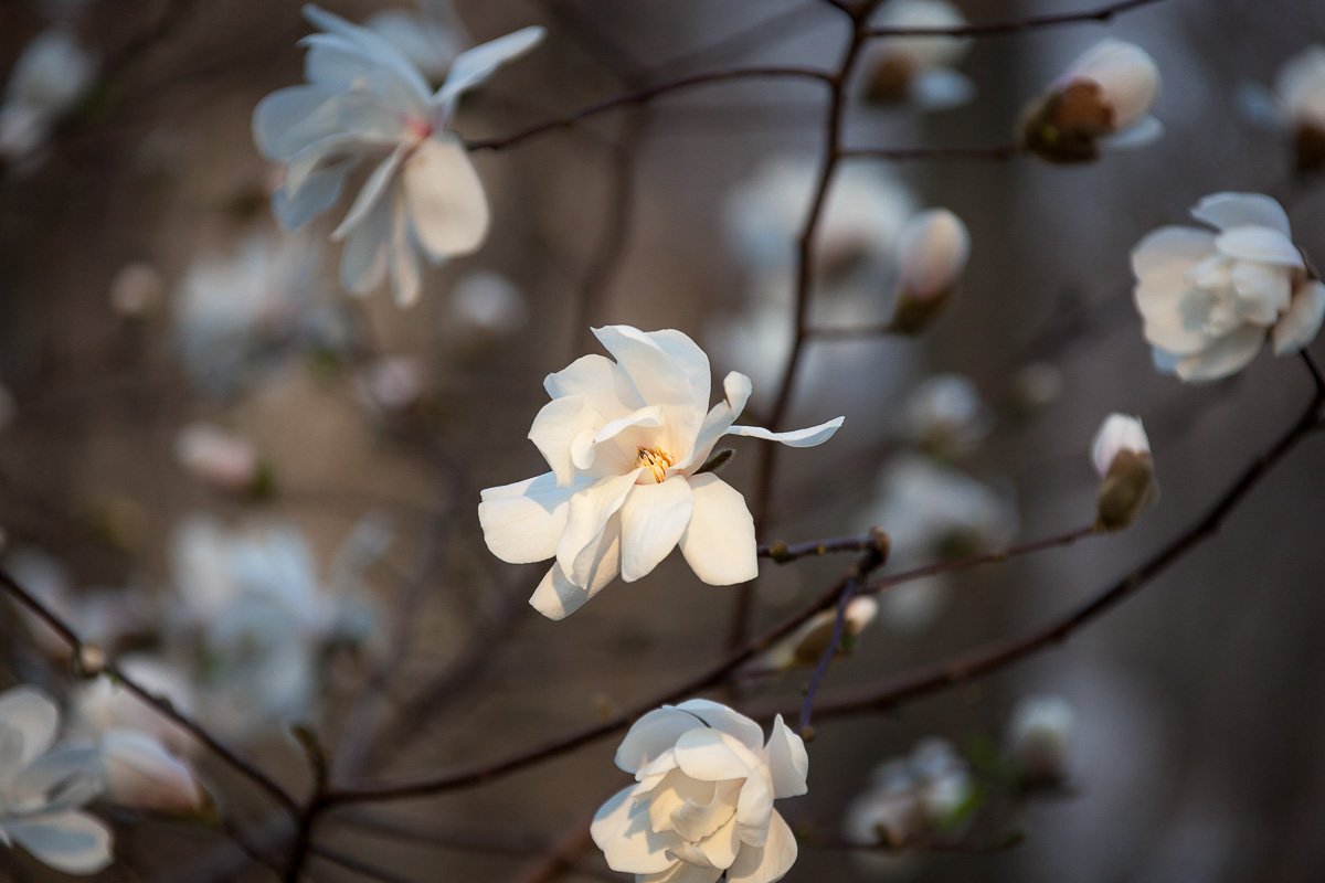 Выделите время для того, чтобы поприветствовать весну Выделите время для того, чтобы поприветствовать весну