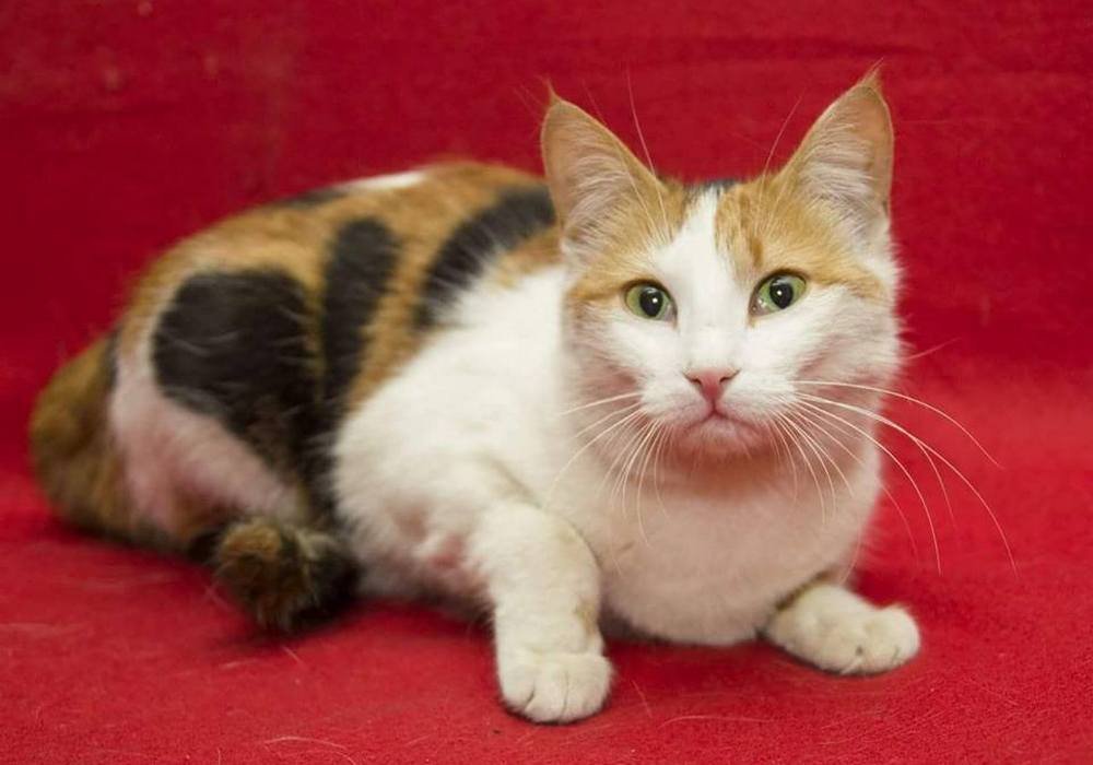 Милая мордашка с радостью станет частью вашей семьи