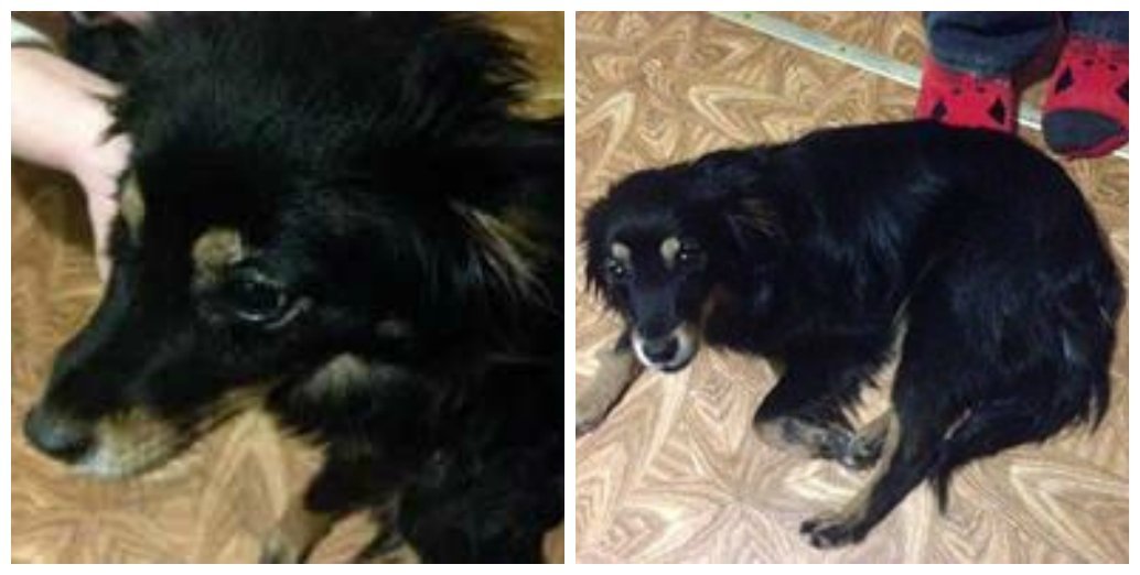 Вряд ли эту грустные глаза знают, что такое любовь и забота