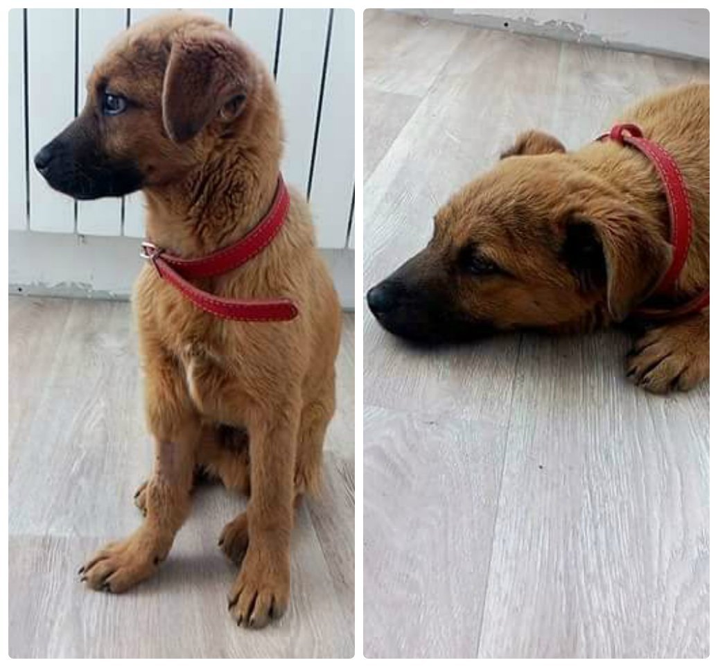 Из собакена вырастет отличный охранник