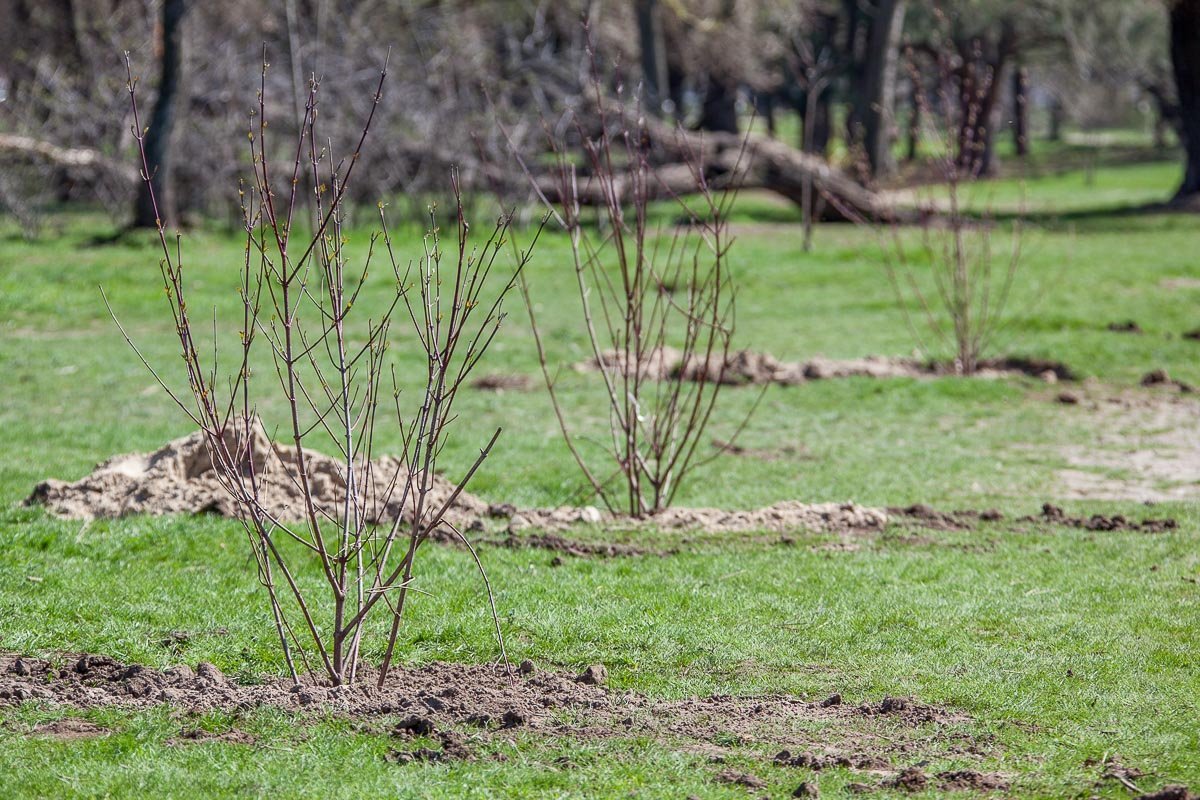 Источники свежего воздуха