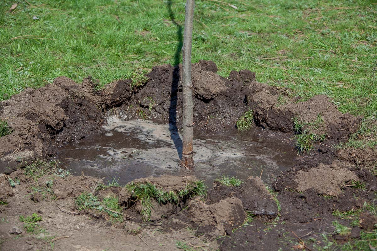 Общими усилиями на Победе-5 появились новые деревья