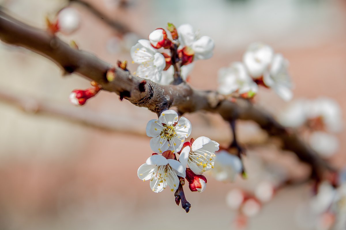 Если бы не было зимы, весна не казалась бы нам такой прекрасной Если бы не было зимы, весна не казалась бы нам такой прекрасной