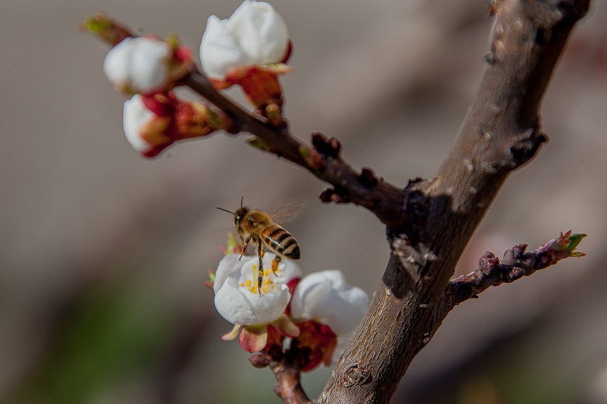 Пчелы так трепетны с цветком, будто боятся разрушить проявившуюся красоту Пчелы так трепетны с цветком, будто боятся разрушить проявившуюся красоту