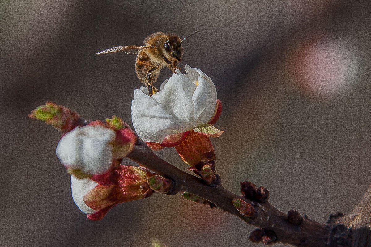 Только пчела узнает в цветке затаенную сладость Только пчела узнает в цветке затаенную сладость