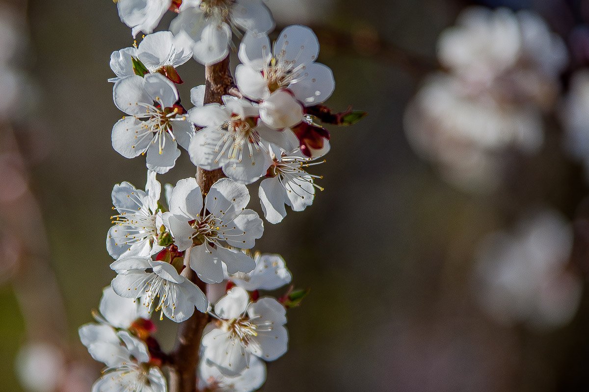 Символ того, что наконец-то в город пришла весна Символ того, что наконец-то в город пришла весна