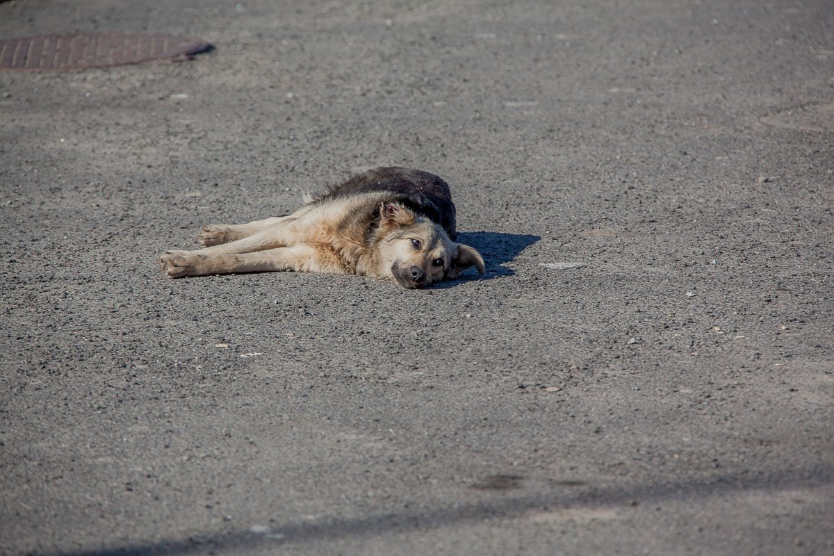 И придраться не к чему, да, Тузик?