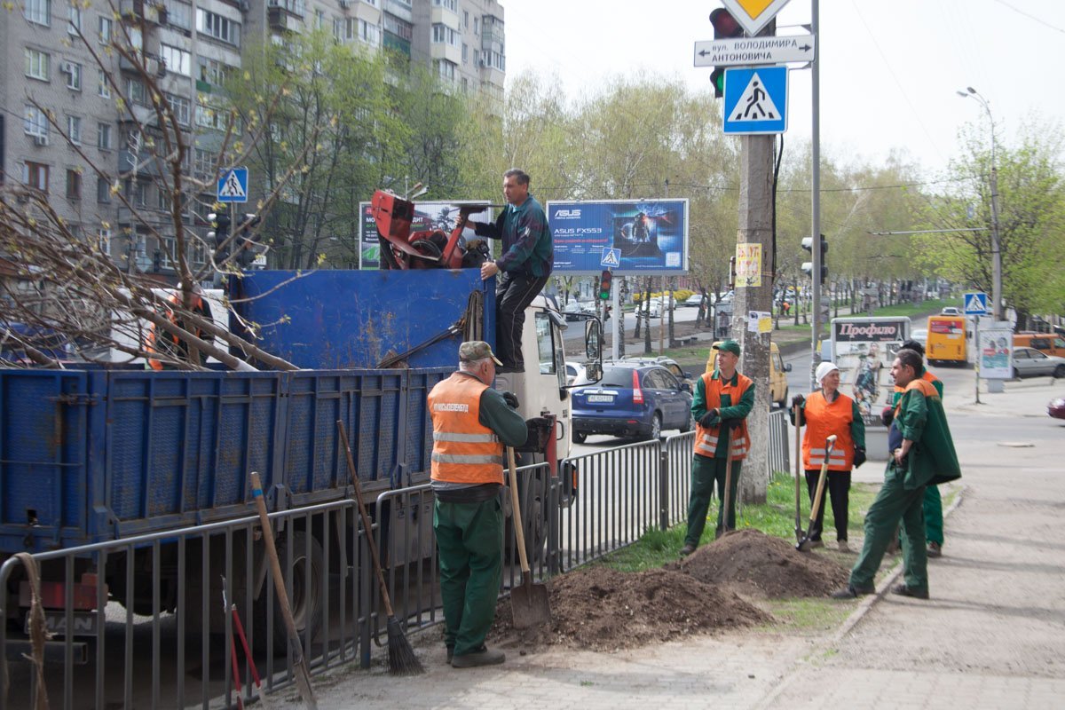 На проспекте Александра Поля садят молодые саженцы кленов На проспекте Александра Поля садят молодые саженцы кленов