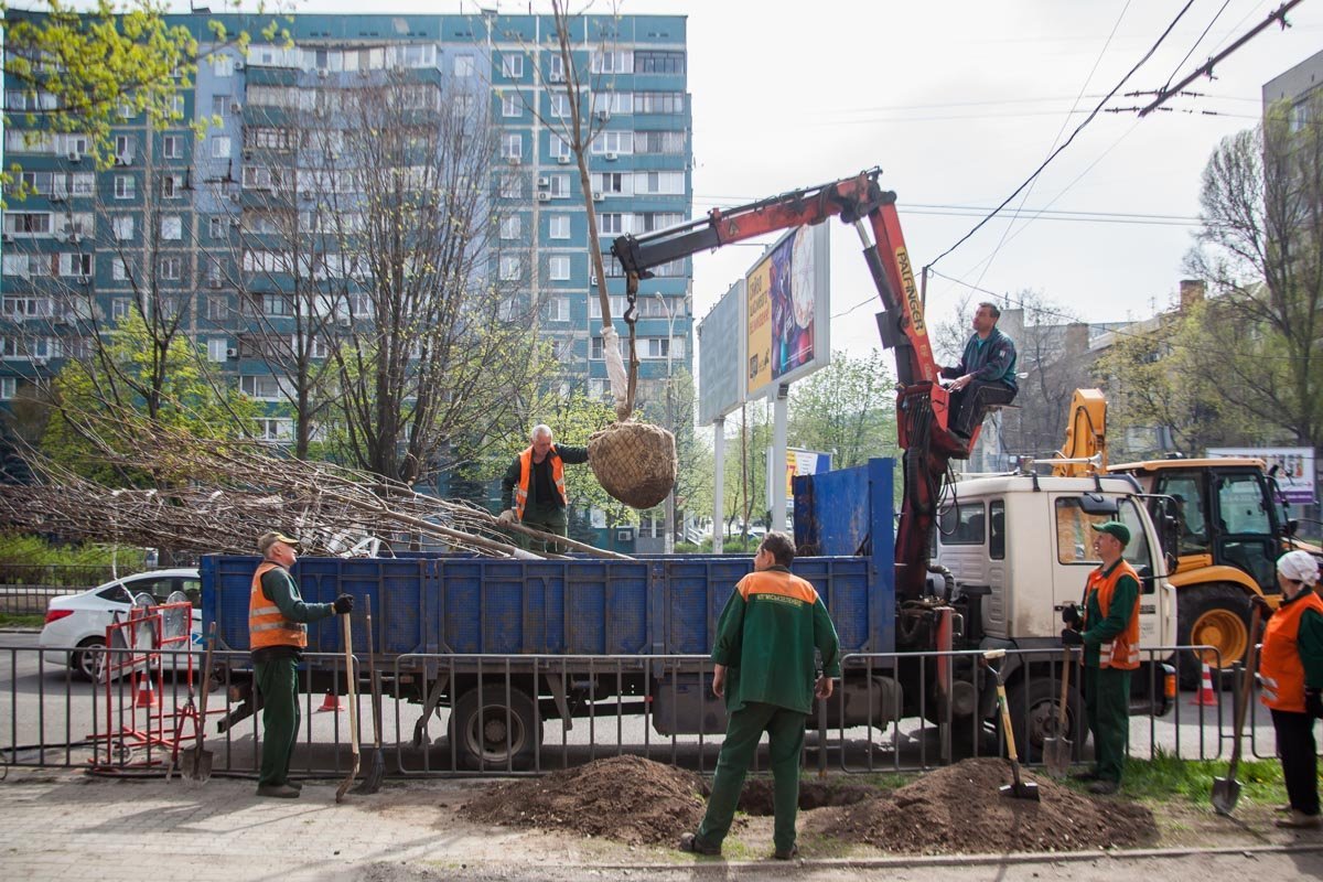 На данный момент высаживается 9 кленов На данный момент высаживается 9 кленов