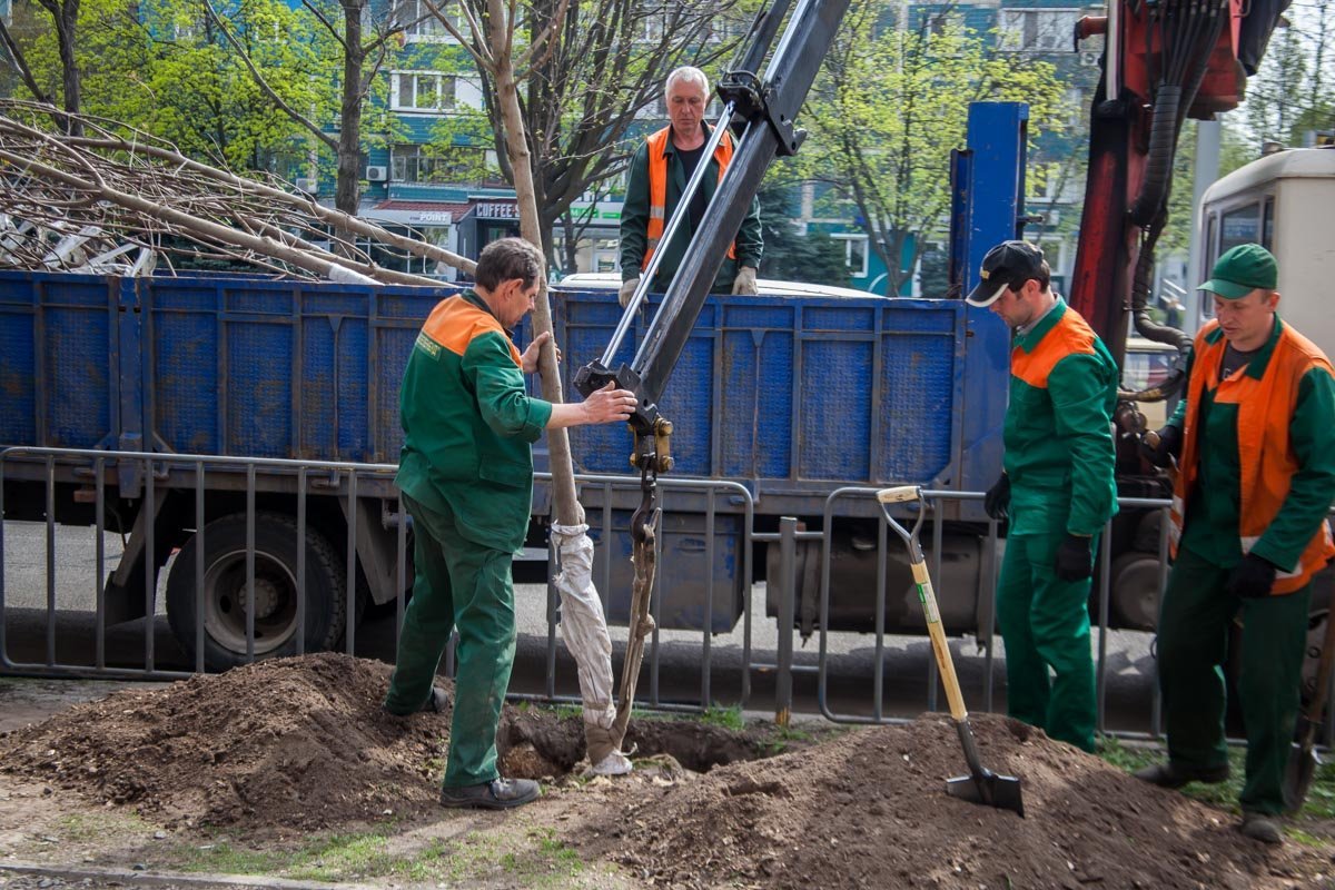 Всего планируется высадить около 4,5 тысяч деревьев на центральных улицах и в дворах Всего планируется высадить около 4,5 тысяч деревьев на центральных улицах и в дворах