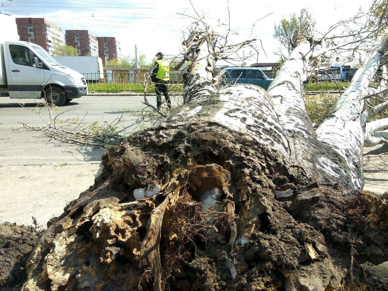 На Донецком шоссе из-за ветра упало дерево На Донецком шоссе из-за ветра упало дерево