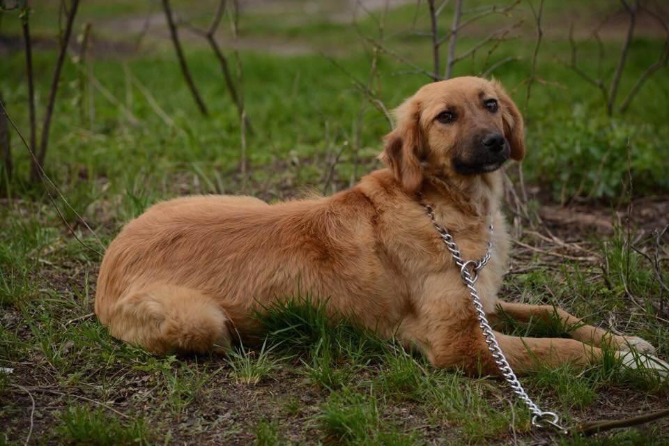Любовь рыжего цвета