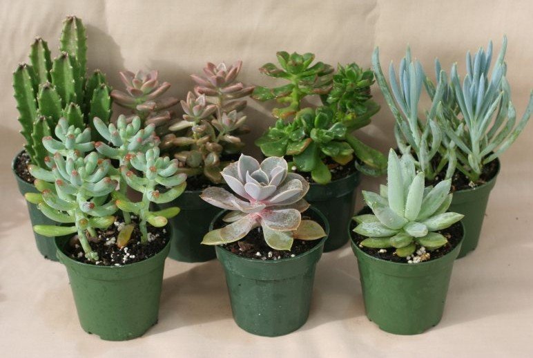 Цветы делают атмосферу в доме более уютной