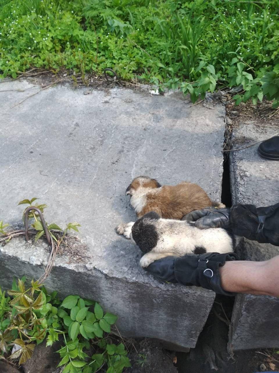 Щенки родились в яме и росли в ней же Щенки родились в яме и росли в ней же