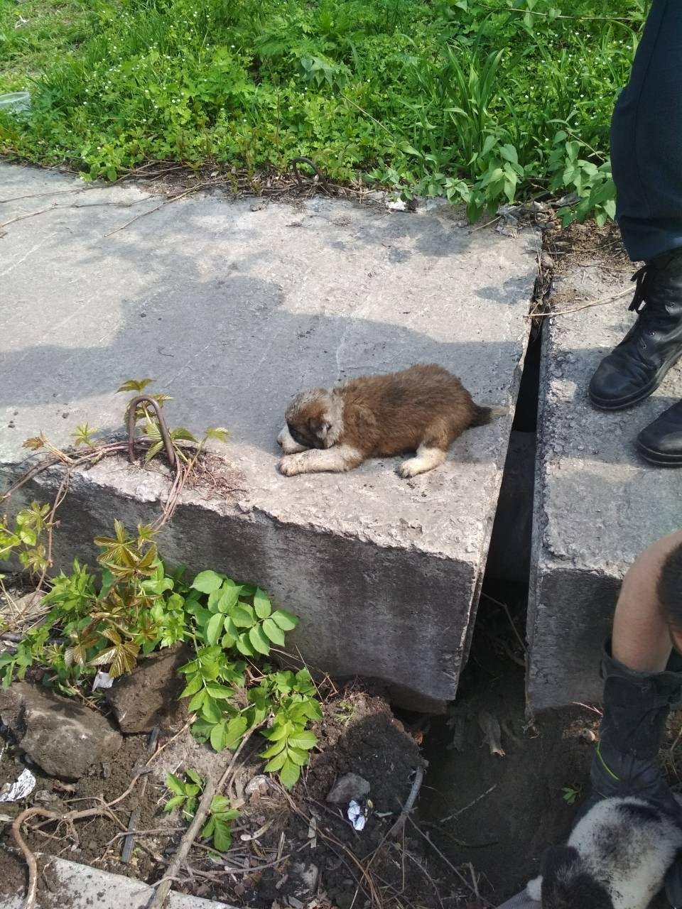 Щенки живы и прекрасно себя чувствуют Щенки живы и прекрасно себя чувствуют