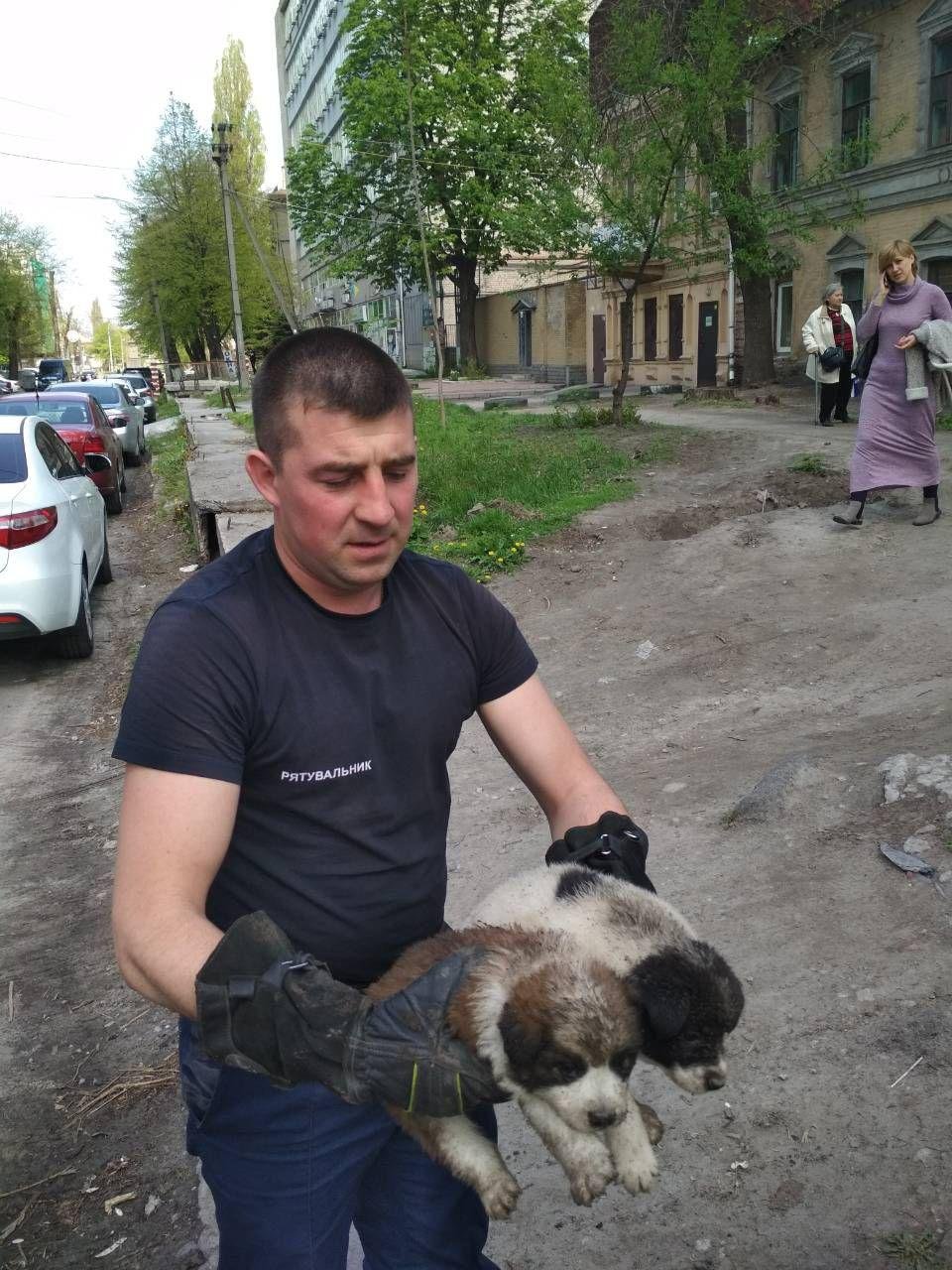 Спасатели помогли четырем щенкам, застрявшим в яме, выбраться наружу Спасатели помогли четырем щенкам, застрявшим в яме, выбраться наружу