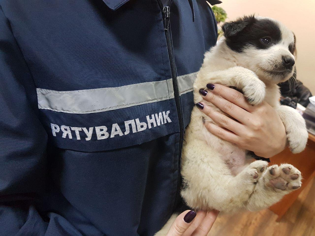 Минутка добра: в Днепре спасатели помогли щенкам избежать смерти 5