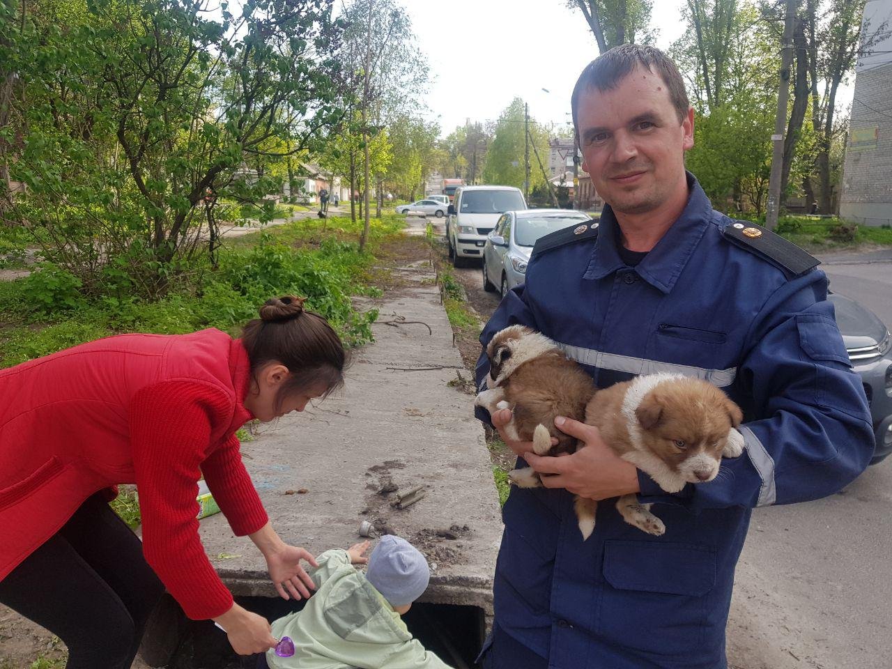 Минутка добра: в Днепре спасатели помогли щенкам избежать смерти 6