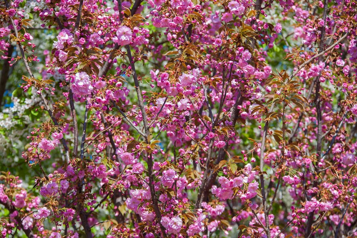 Поклонникам розового цвета посвящается Поклонникам розового цвета посвящается