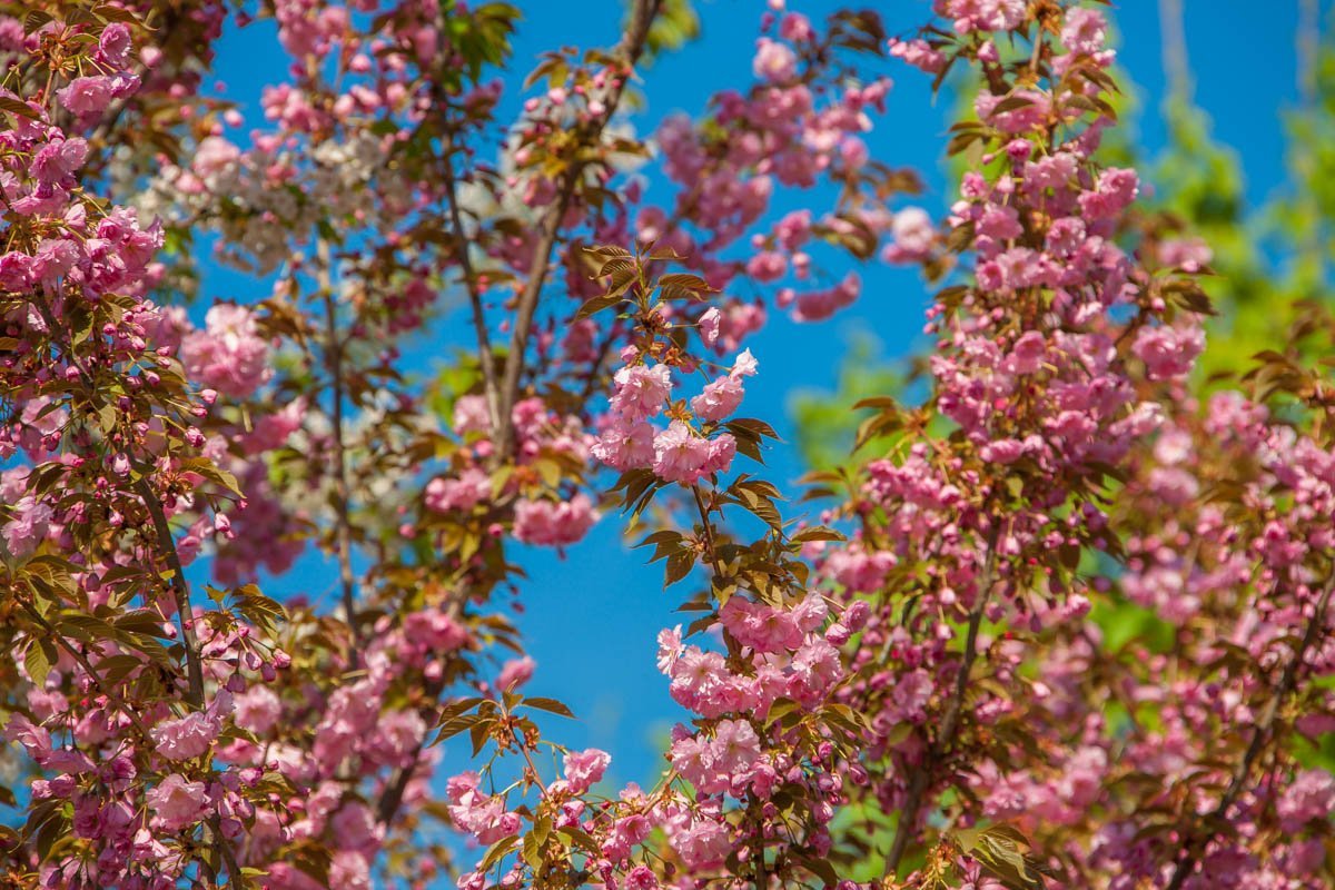 Остановитесь, чтобы понюхать сакуру Остановитесь, чтобы понюхать сакуру