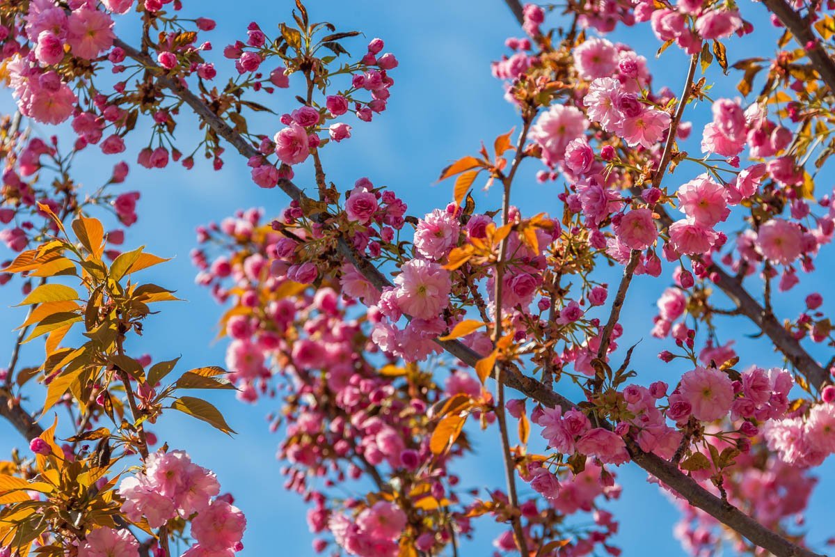 Весна, мы ждали тебя Весна, мы ждали тебя