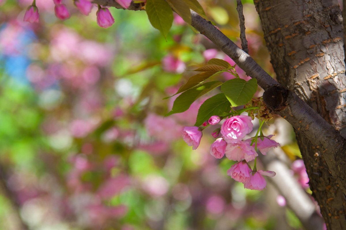 Нежность в каждом лепестке Нежность в каждом лепестке