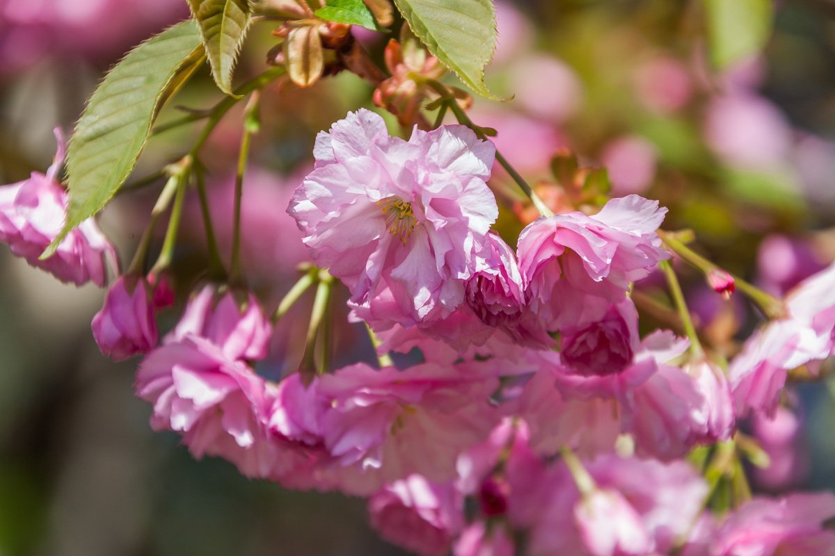 Сакуры расцвели с сквере Героев, возле памятника Славы и возле ДИИТа Сакуры расцвели с сквере Героев, возле памятника Славы и возле ДИИТа