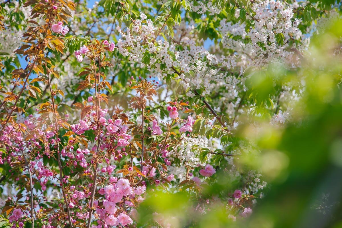 Буйство цвета Буйство цвета