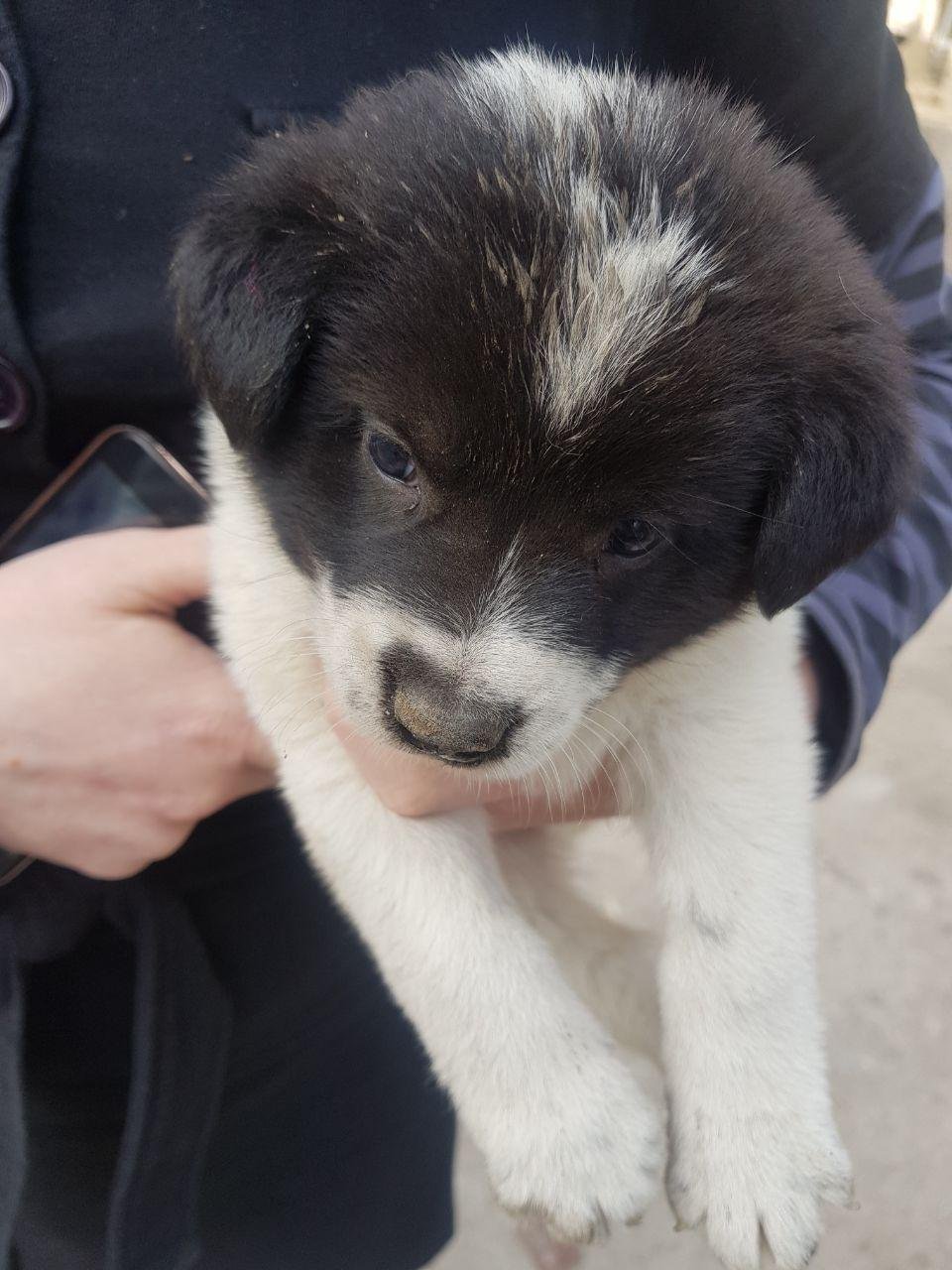 Готов стать лучшим другом