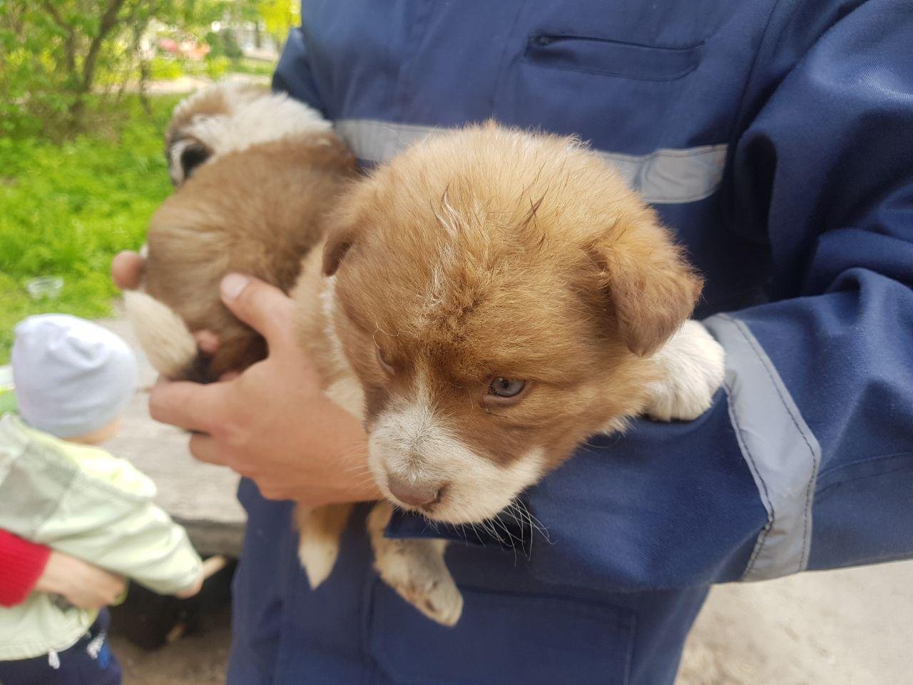 Его спасли для того, чтобы он нашел семью