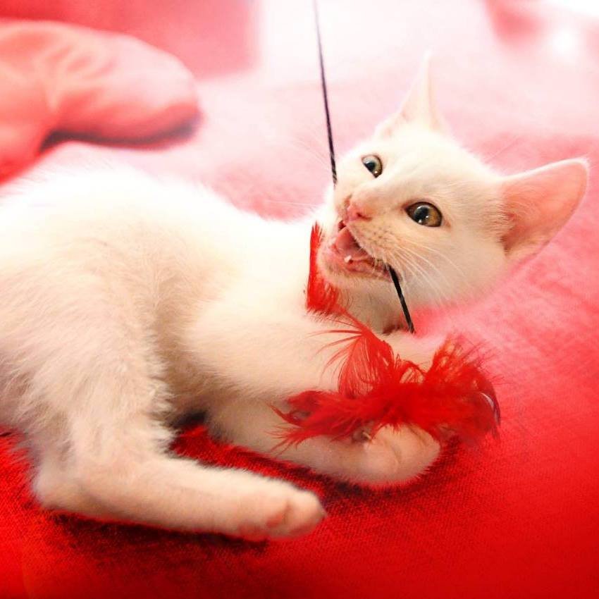 Ща будет кусь