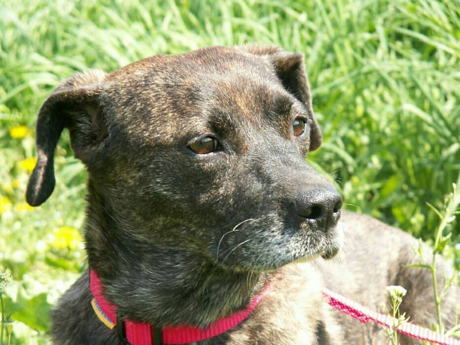 Любовь в глазах верного друга