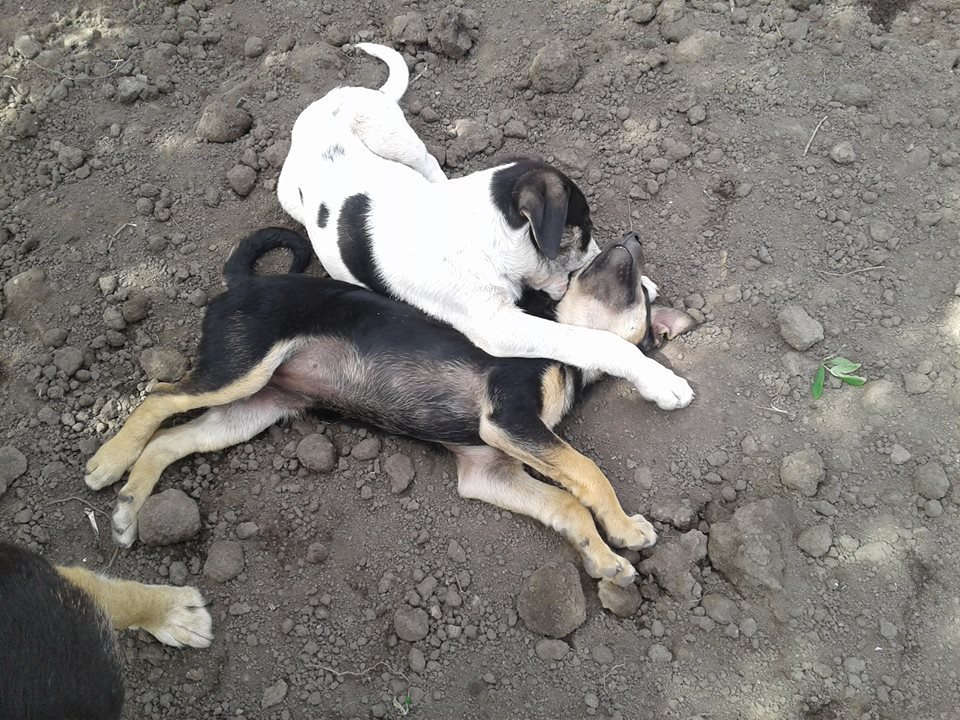 Бездомные мальчик и 3 девочки ищут любящую семью