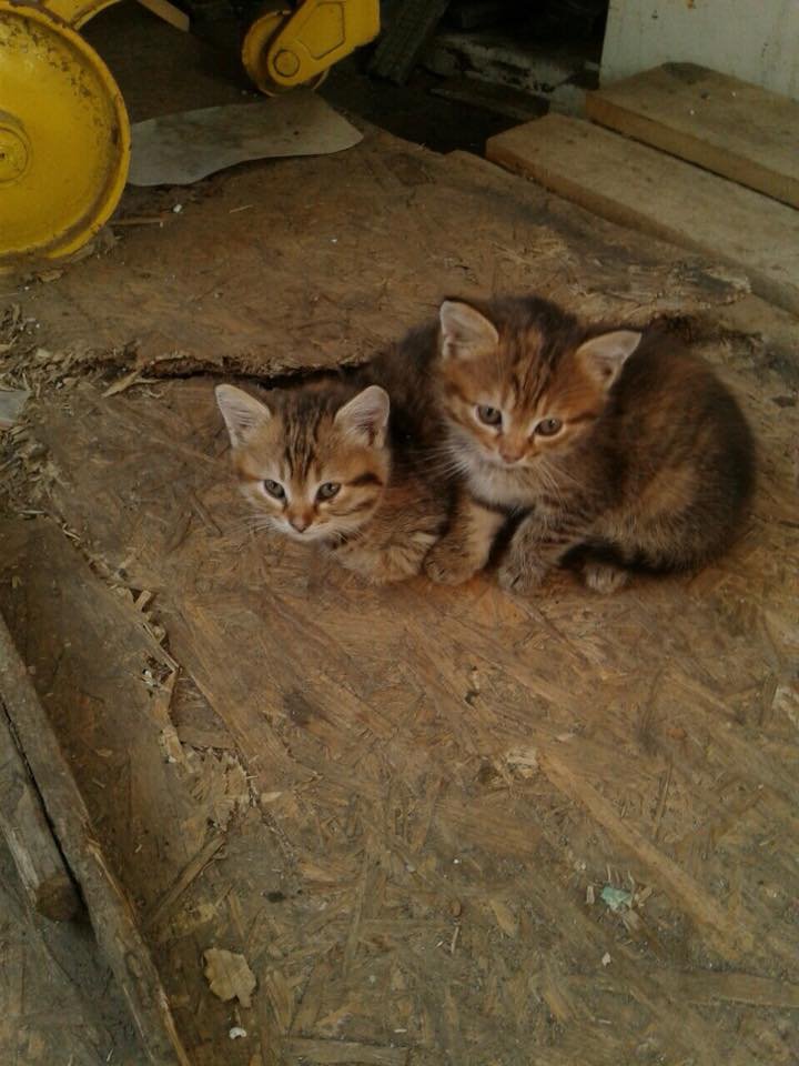 Малыши ищут семью